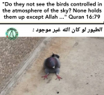 pigeon flying birds controlled atmosphere allah holds bird fly quran scientific error 16:79