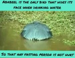 satire drinking water Ramadan ababeel bird fake stories
